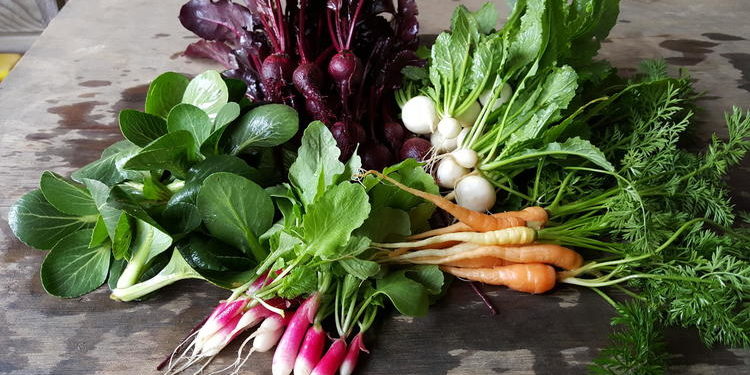 Hope for Baltimore’s Flourishing Urban Agriculture Scene