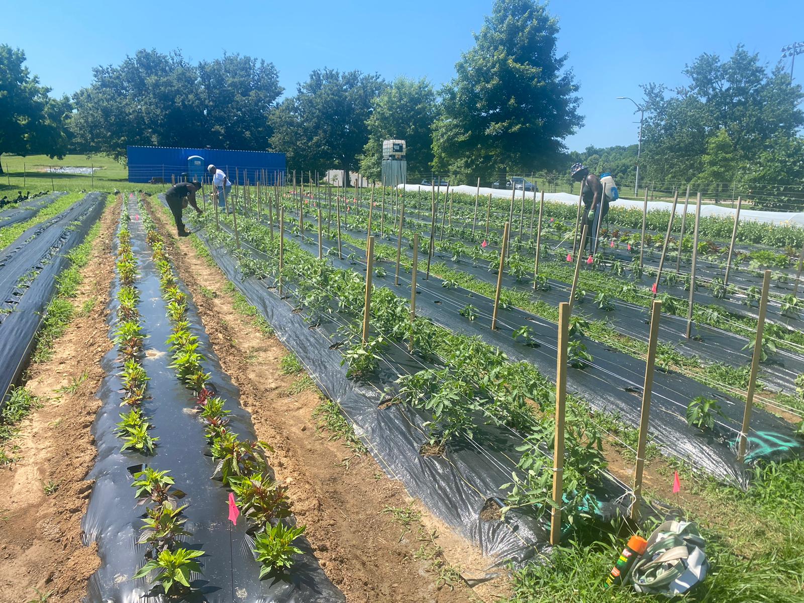 Black Butterfly Teaching Farm Farm Alliance Of Baltimore Black Butterfly Teaching Farm Farm Alliance Of Baltimore